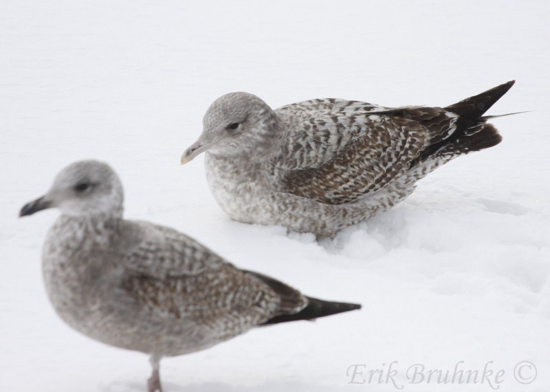 1st-cycle Herring Gull