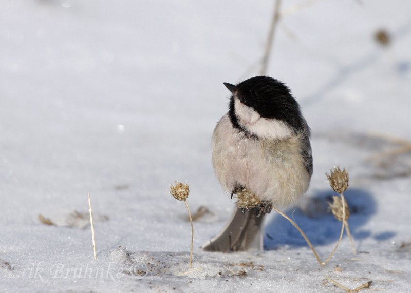 Black-capped Chickadee