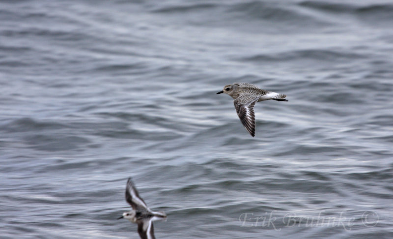 Black-bellied Plovers
