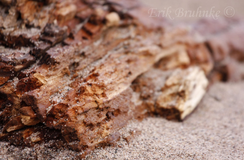 Wood in the sand