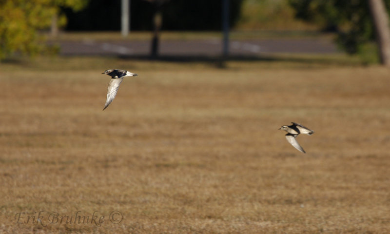 American Golden Plovers
