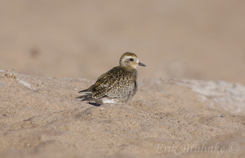 Plover