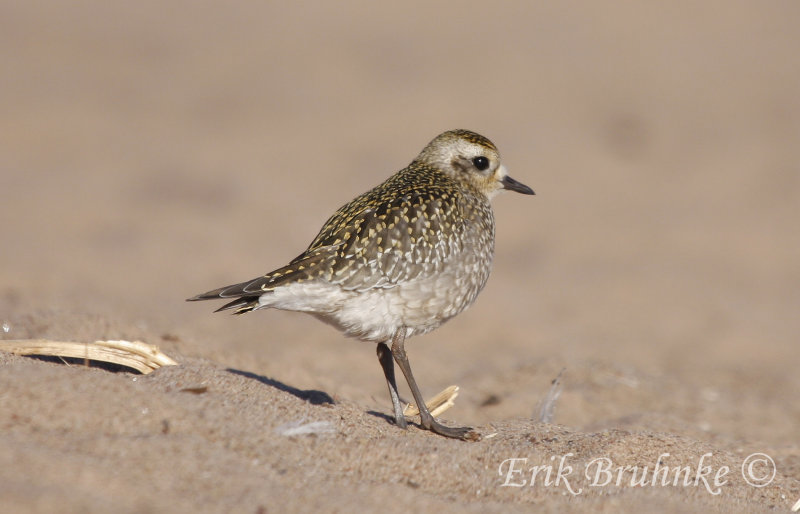 Plover