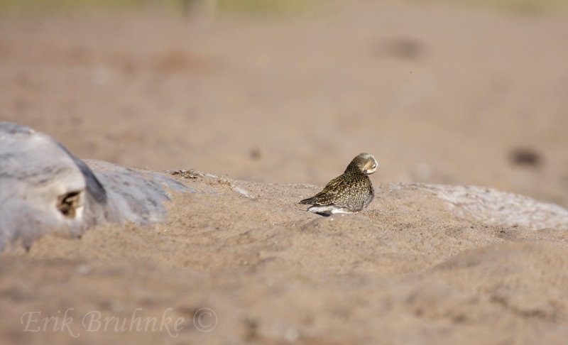 Plover