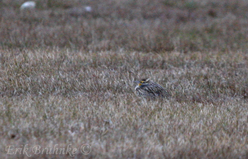 Meadowlark