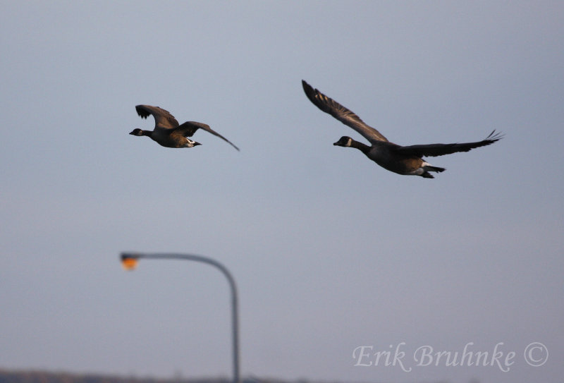 Cackling Goose (left) and Canada Goose (right)