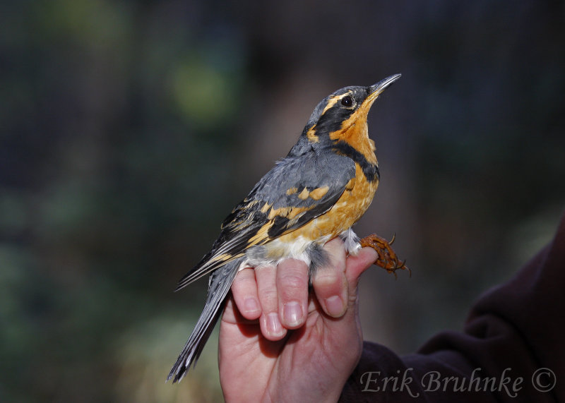 Varied Thrush