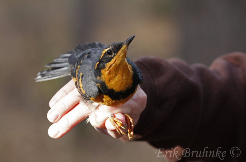 Varied Thrush