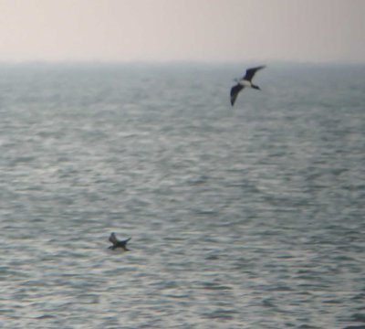 Parasitic Jaegers