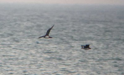 Parasitic Jaegers