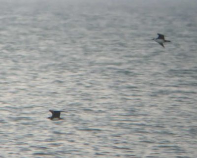 Parasitic Jaegers