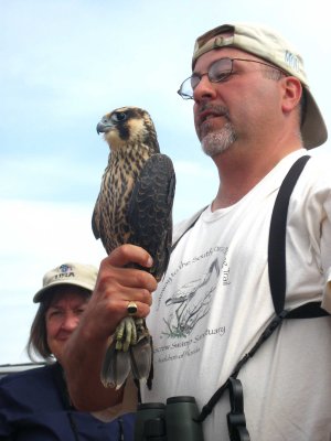 Andrew with Peregrine Falcon
