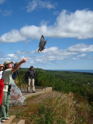 Broad-winged Hawk release