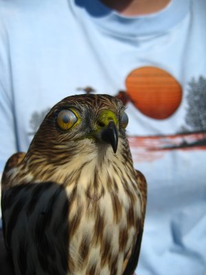 Sharp-shinned Hawk (blinking with nictating membrane)