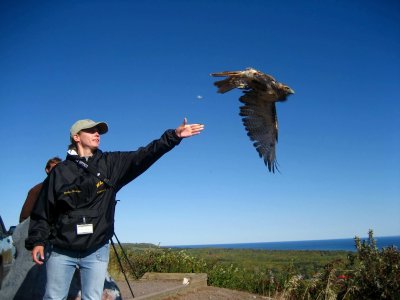 Heather releasing Red-tailed Hawk