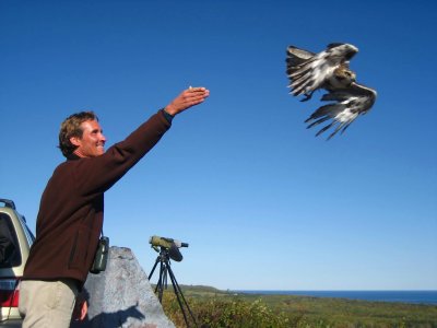 Karl releasing Red-tailed Hawk