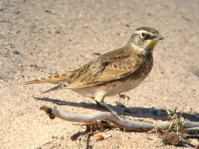 Horned Lark