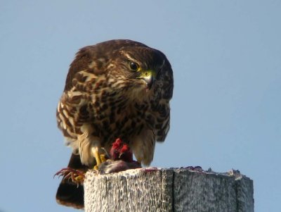 Merlin feast