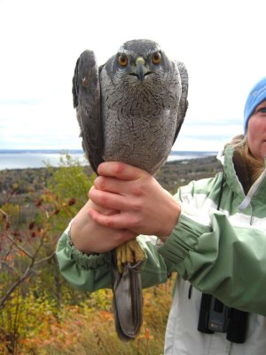 Northern Goshawk... 2 years old