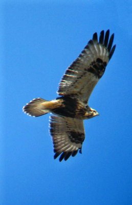 Rough-legged Hawk