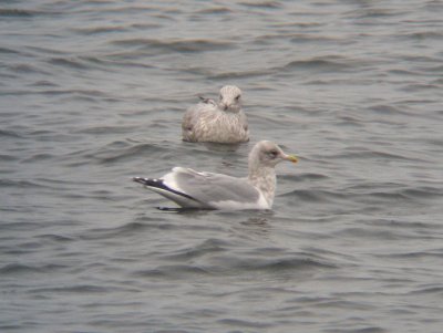 Thayer's Gull - Adult