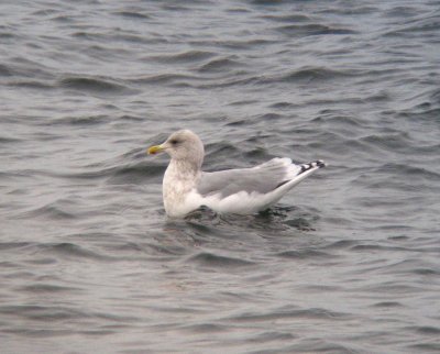 Thayers Gull - Adult