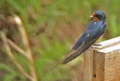Barn Swallow - looking back