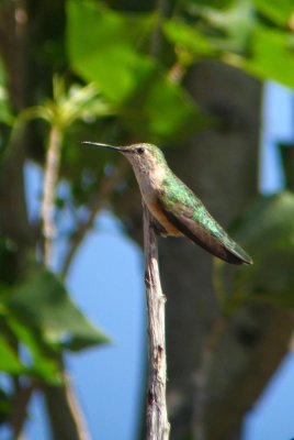 Broad-tailed Hummingbird perch
