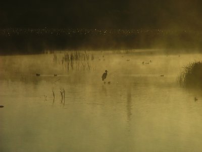 Great Blue Heron foggy pond