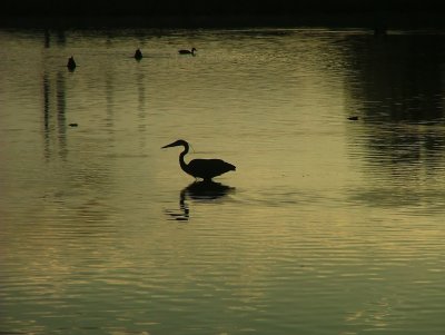 Great Blue Heron pond