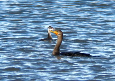 Horned Grebe and Double-crested Cormorant