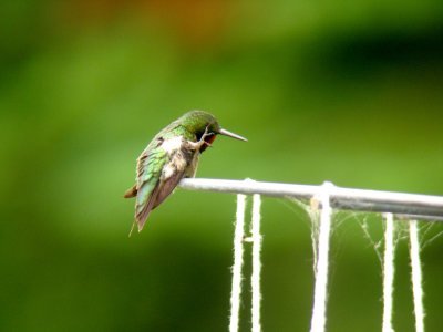 Ruby-throated Hummingbird scratch on head