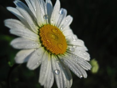 Daisy with dew