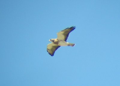 Swainson's Hawk