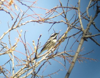 Black-throated Gray Warbler
