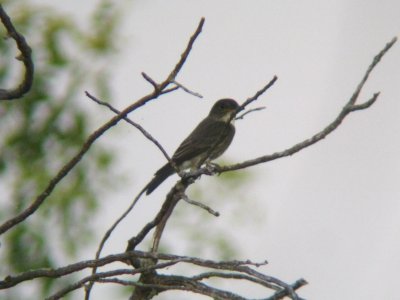 Olive-sided Flycatcher