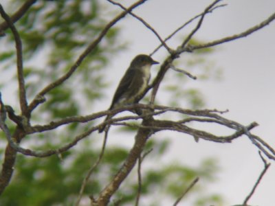 Olive-sided Flycatcher