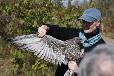 Julie with the Gyrfalcon