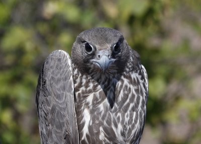 Gyrfalcon... such power and stealth