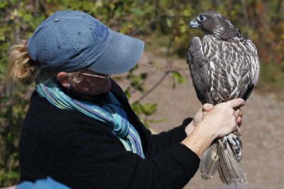 Julie holding the Gyrfalcon