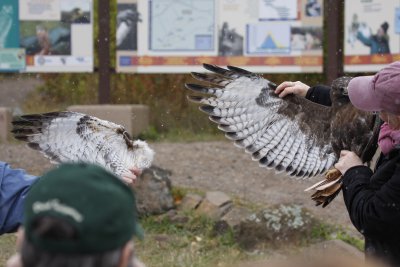 Adult Dark-morph Red-tailed Hawk