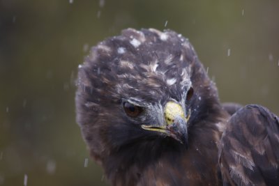 Adult Dark-morph Red-tailed Hawk