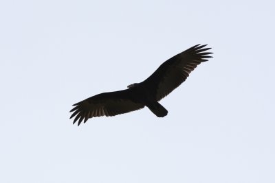 Juvenile Turkey Vulture