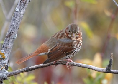 Fox Sparrow