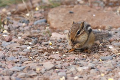 Chipmunk