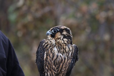 Peregrine Falcon