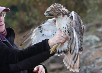 Red-tailed Hawk