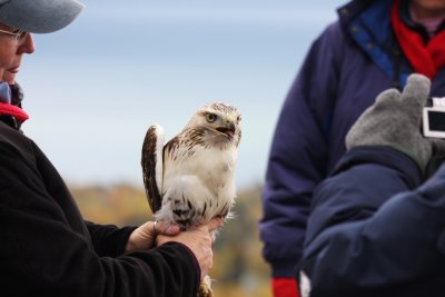 Red-tailed Hawk (very pale)