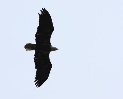 Sub-adult Bald Eagle