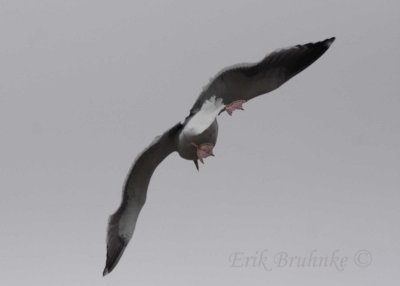 Western Gull, tail-view